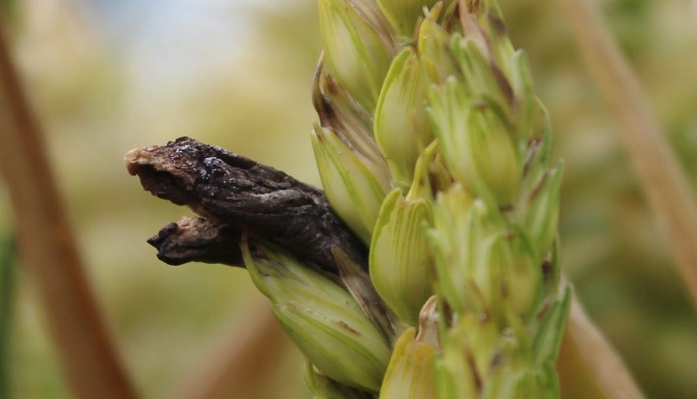 Ergot symptoms in wheat